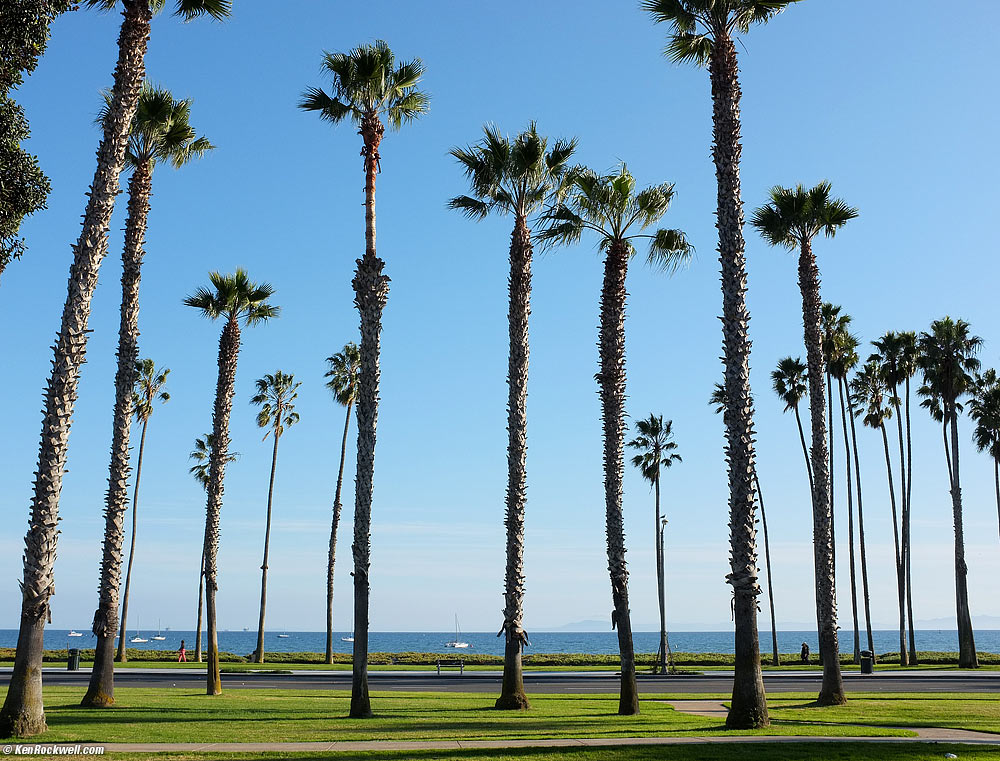 Palms