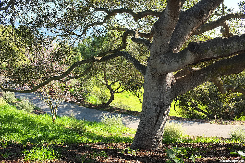 Oaks, 9:46 AM.