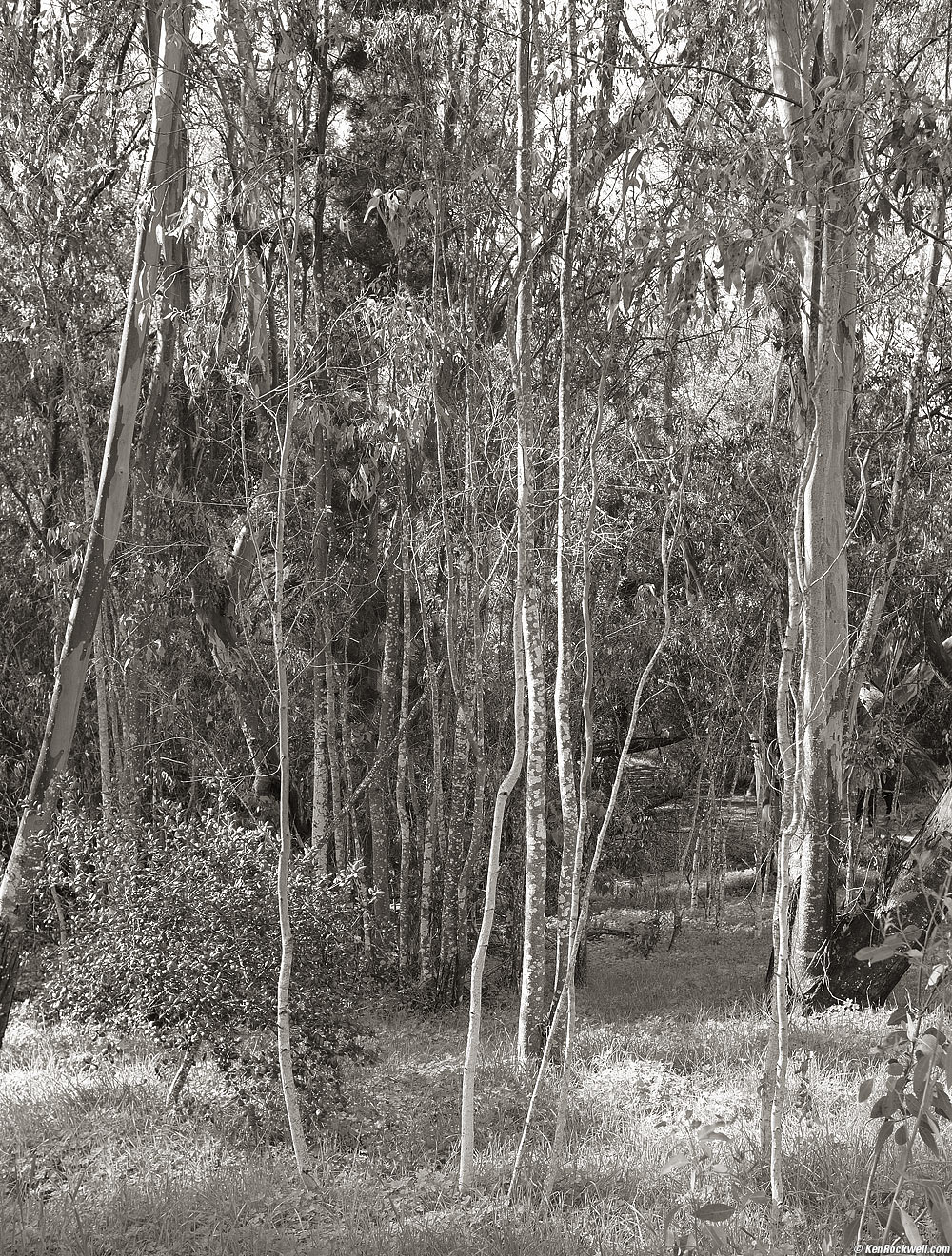 Woods, butterfly preserve, 11:00 AM.