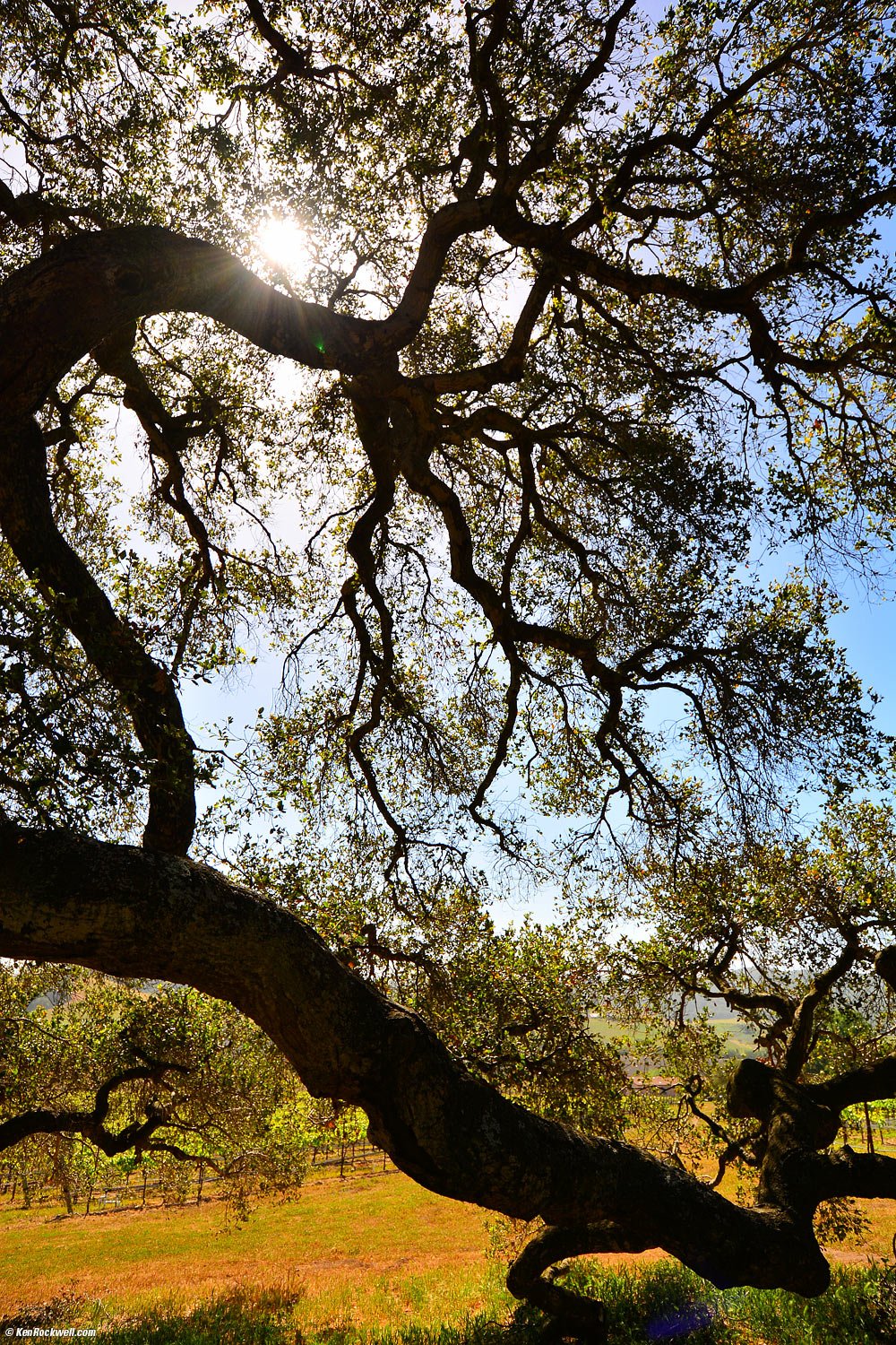 Oaks, Kynsi, San Luis Obispo