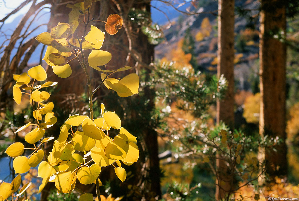Aspen Leaves Backlit by the Afternoon Sun, Lundy Lake