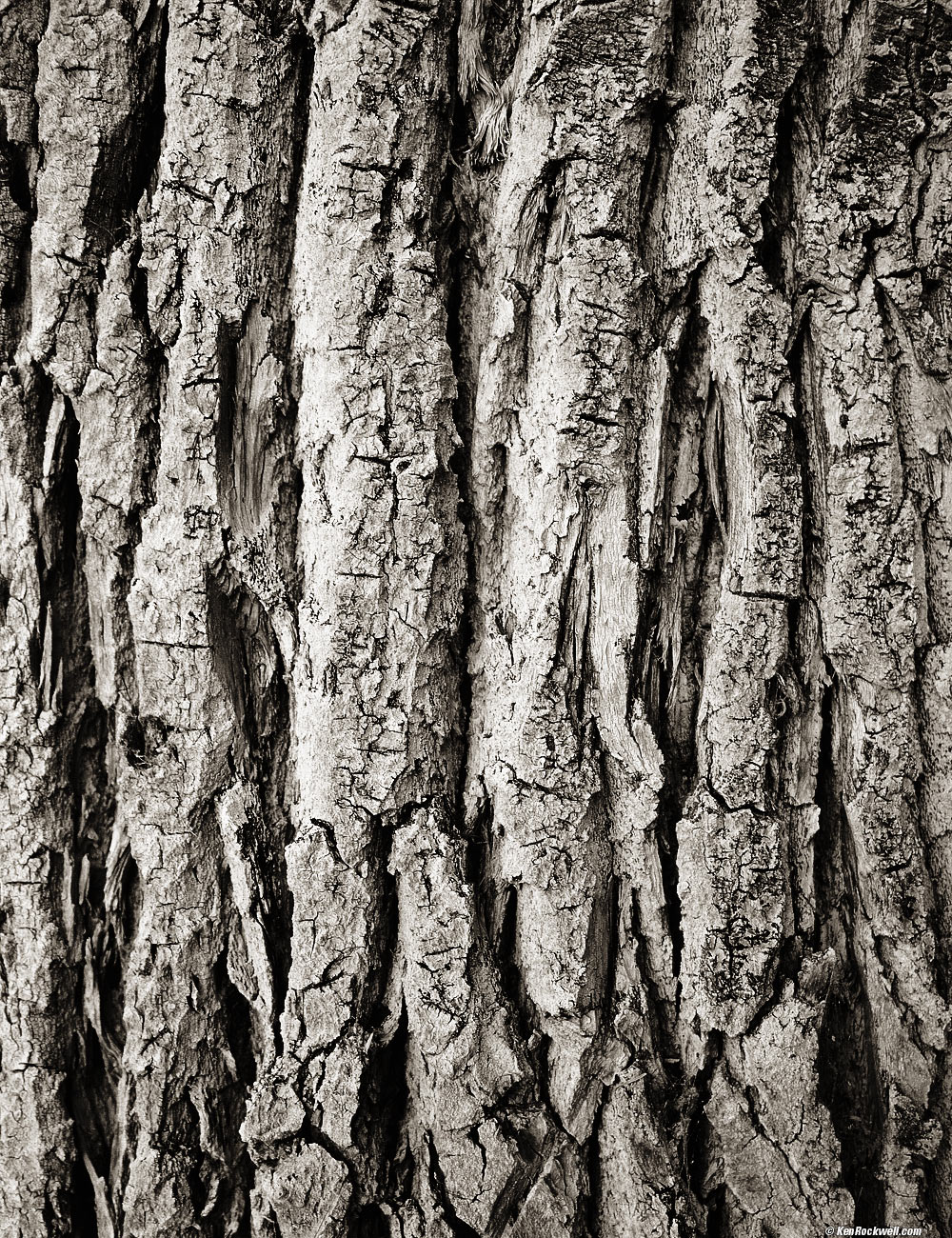 Rough Tree Bark, Devil's Ranch