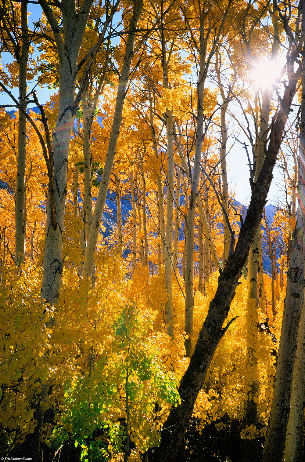 Backlit Trees in Fall Color, June Lake Loop