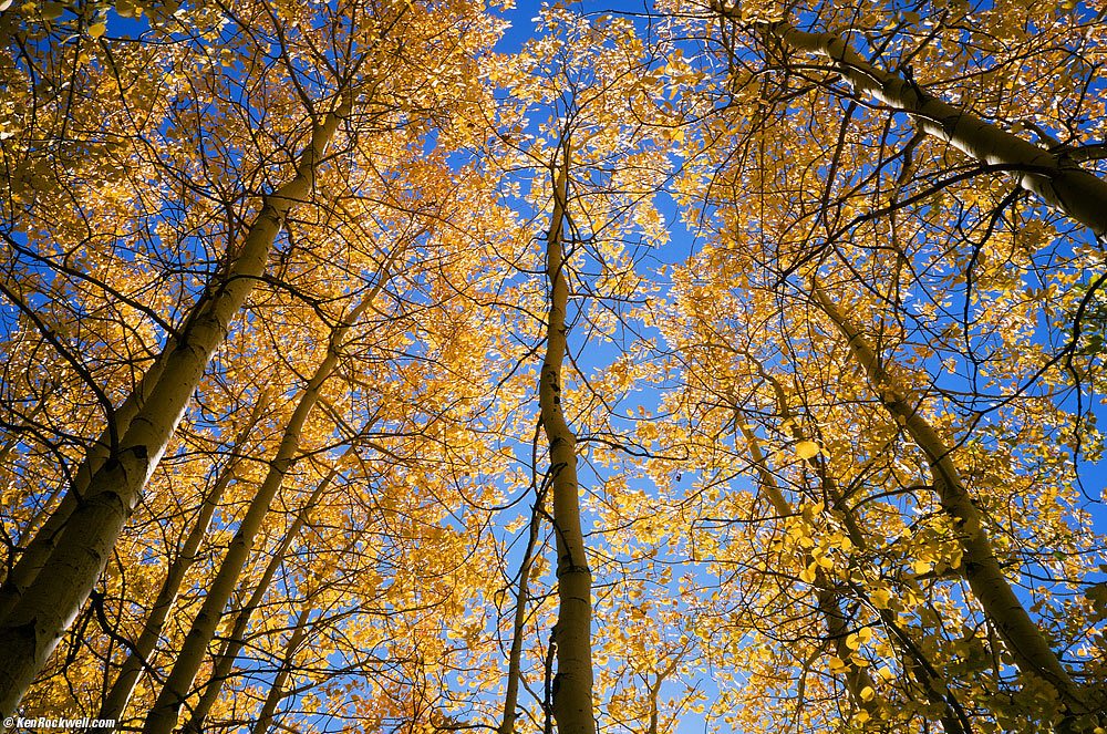 Looking Up Into the Trees Along June Lake Loop