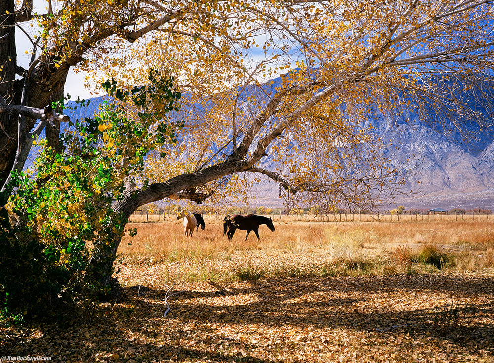Horses Enjoying Paradise, California