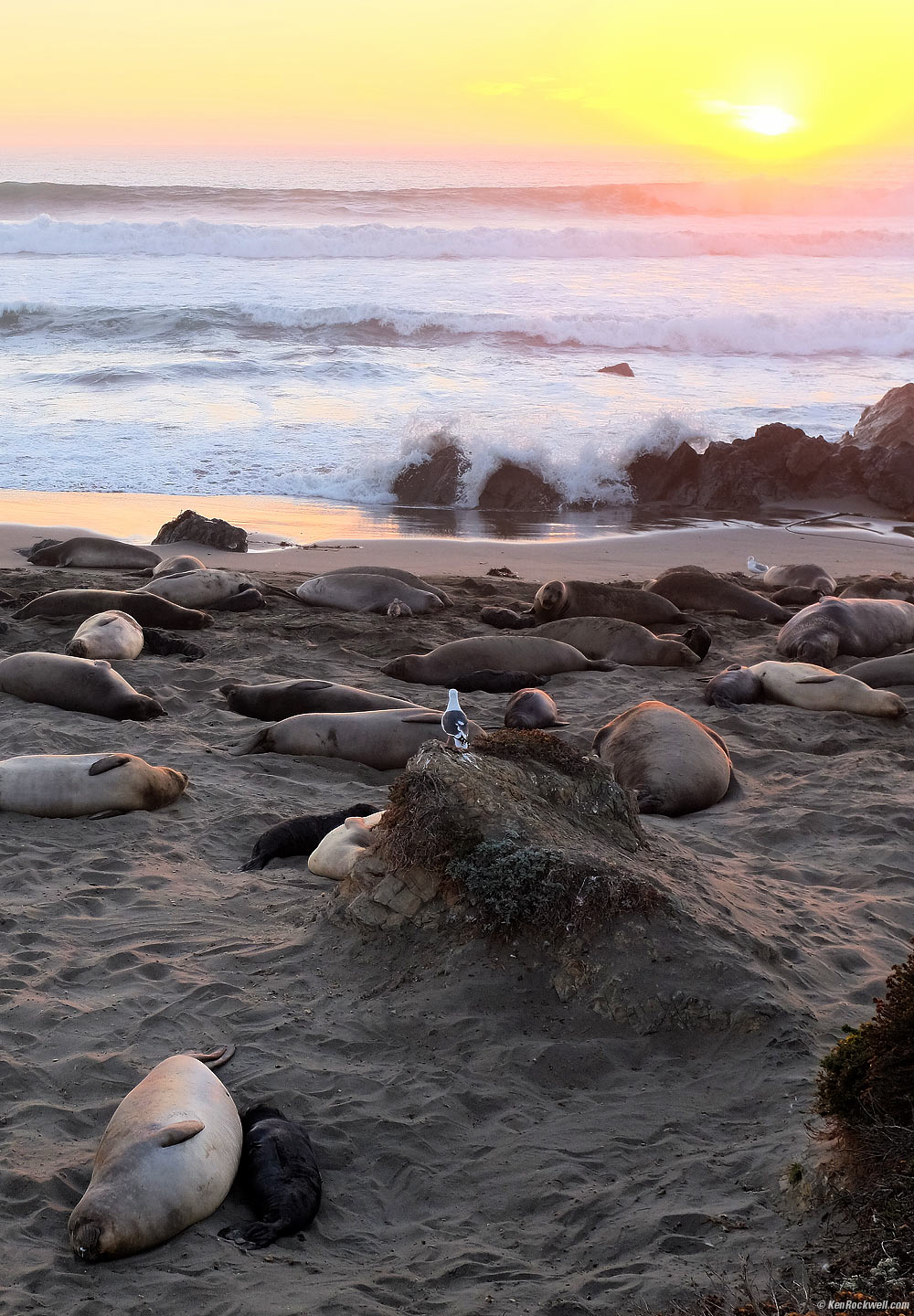 Elephant Seals Lounging in the Sunset, Piedras Blancas