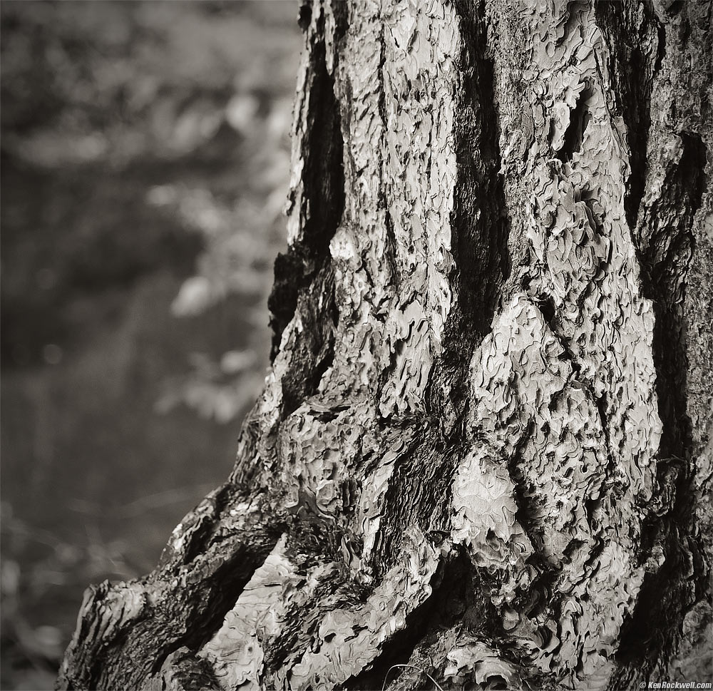 Pine Tree Trunk along the Banks of the Merced River, Yosemite Valley