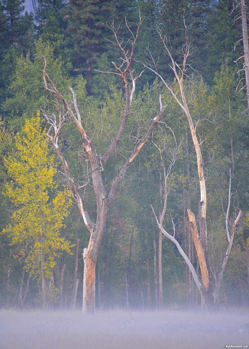 Trees Enrobed by Ground Fog, Merced River, Yosemite Valley