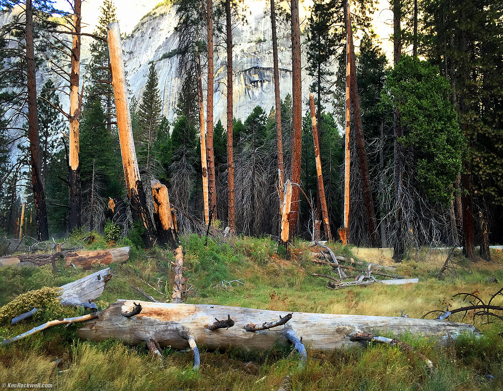 Fallen Trees, Meadow, Yosemite Valley