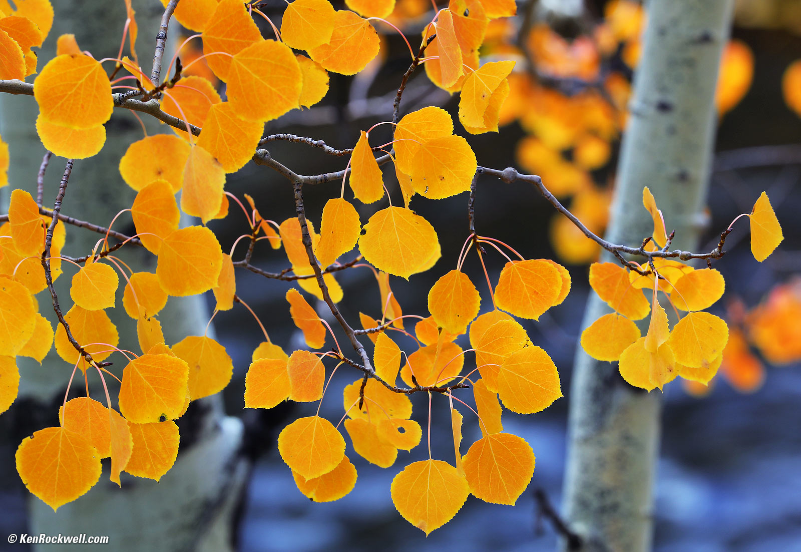 Aspens, Eastern Sierra