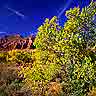 tree 43