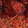 red leaves