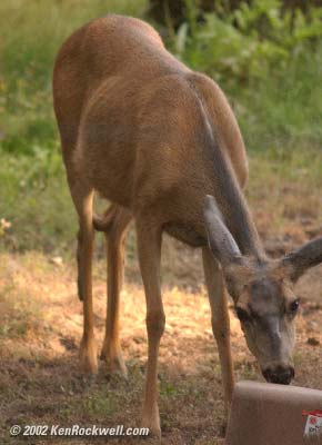 1722deer