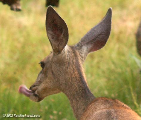 1726tongue