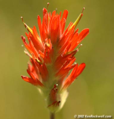1842paintbrush