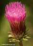 1215thistle