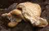 1308fungus