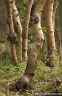 1310tree
