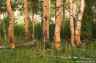 1398aspens