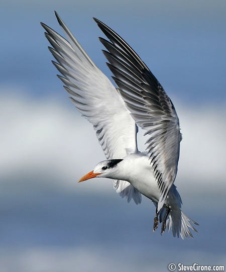 Tern Flapping