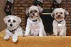Doggies!