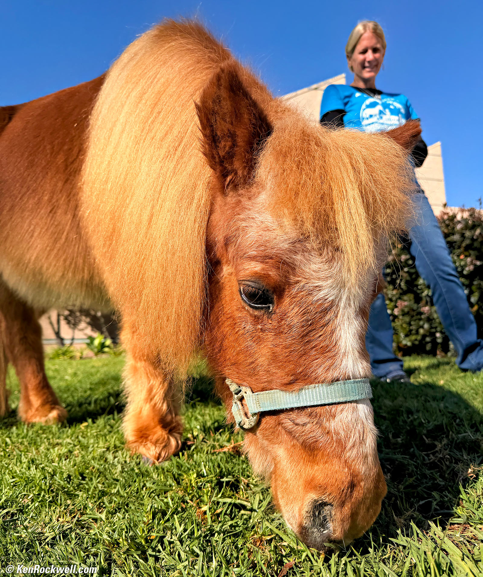 Miniature Horse