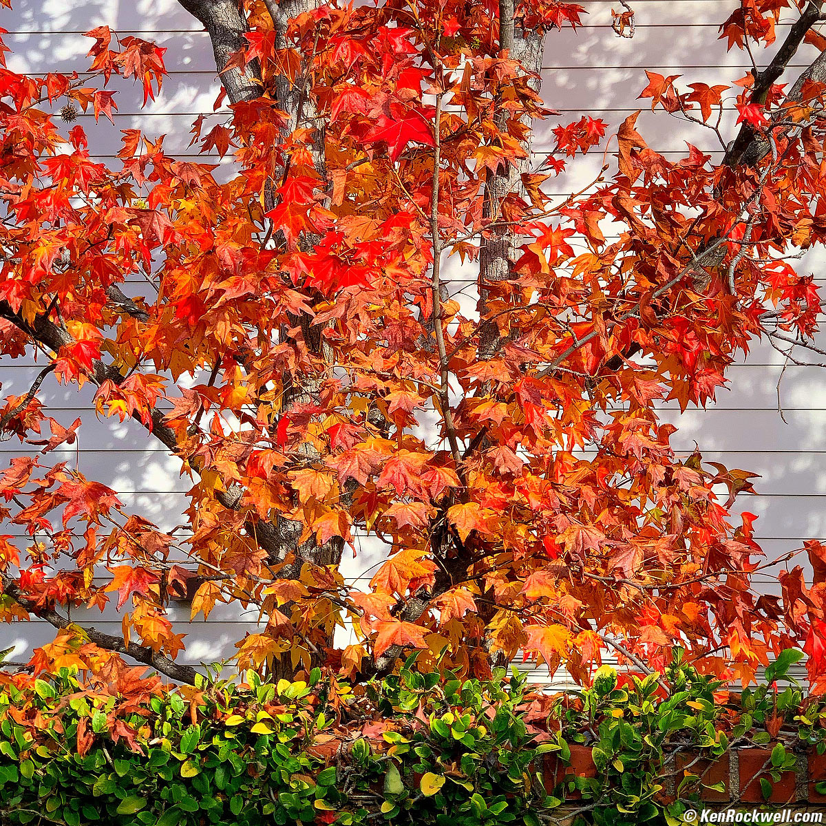 Red Maple at Noni's