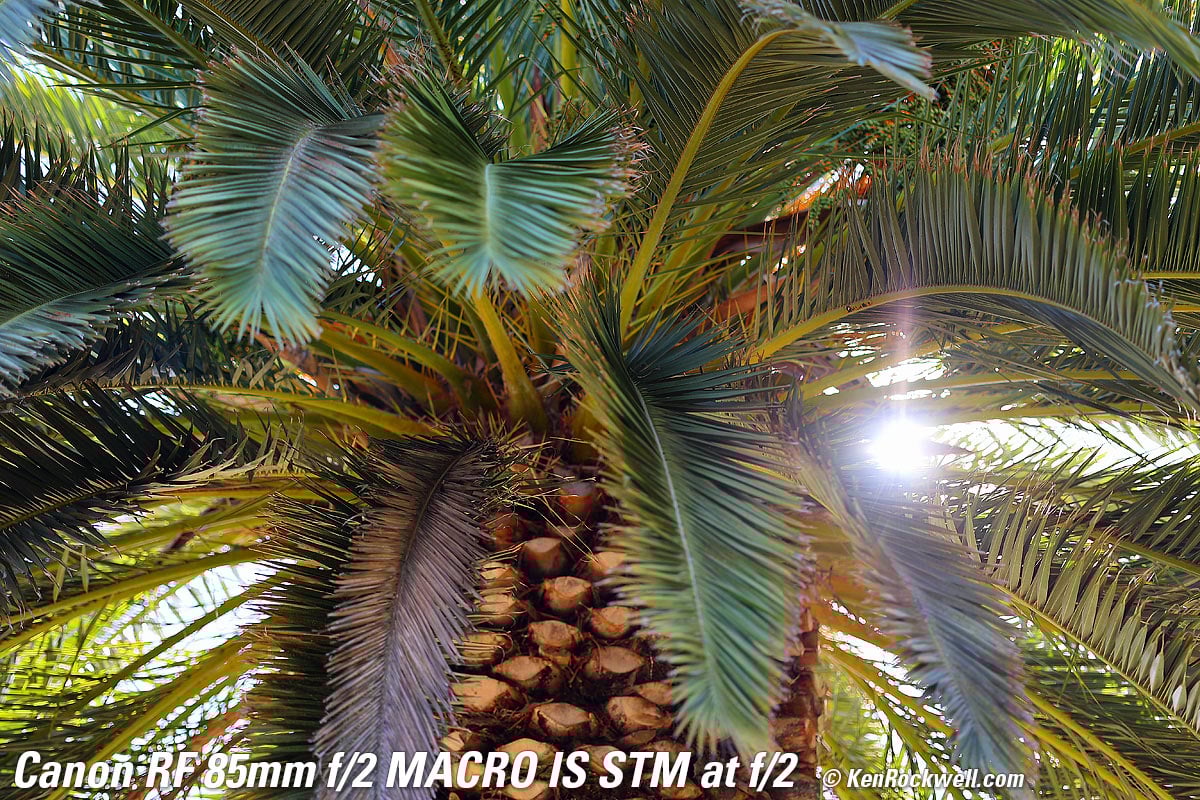Canon RF 85mm f/2 Macro Review Canon RF 85mm f/2 Macro Review