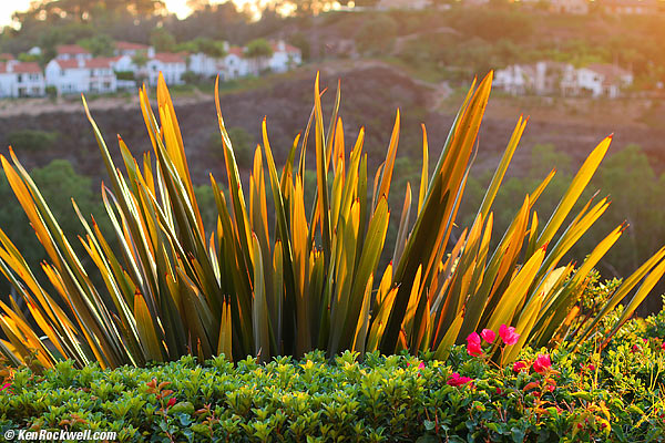 Spear Plant