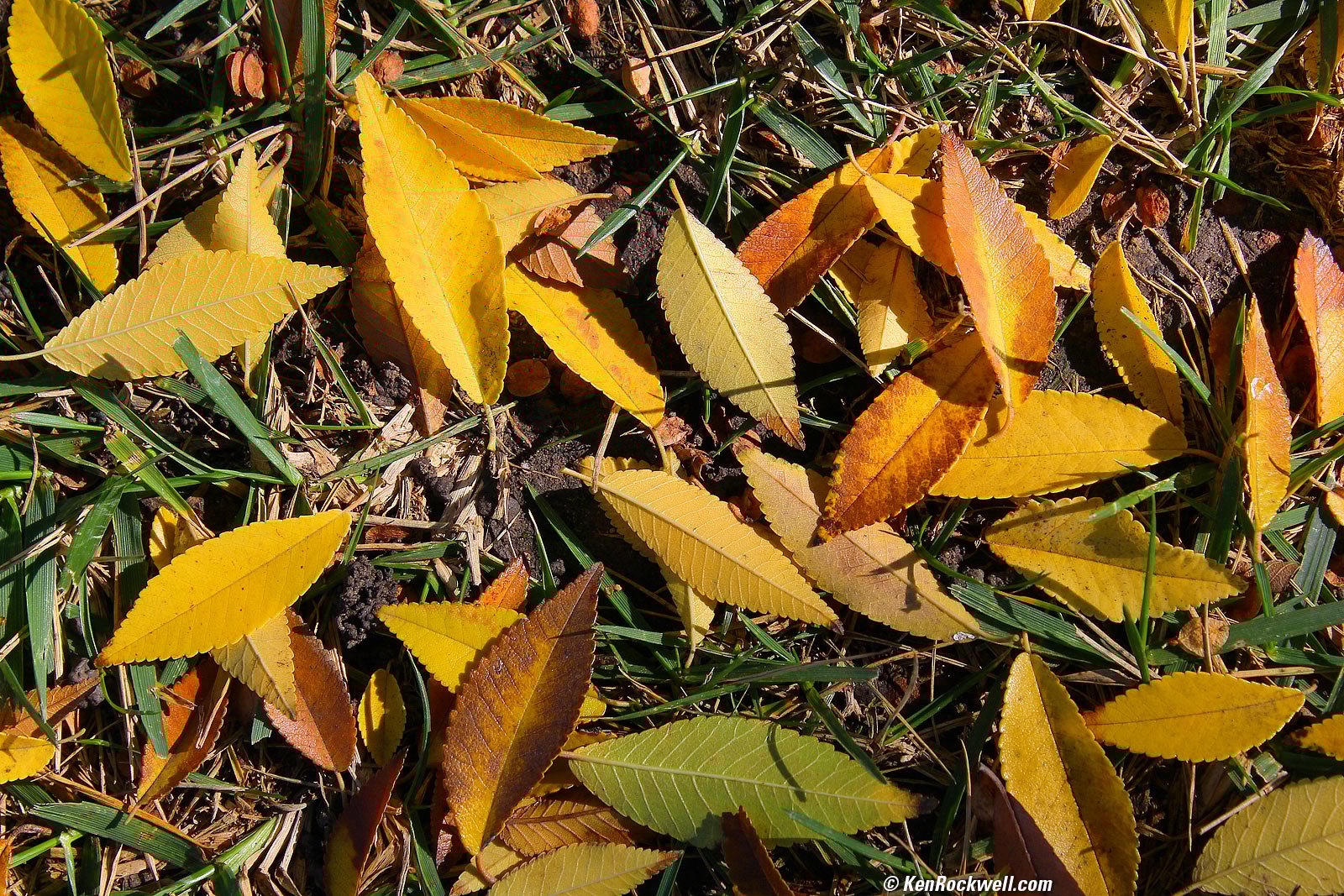 CANON T100 EOS 4000D קובץ תמונה לדוגמא