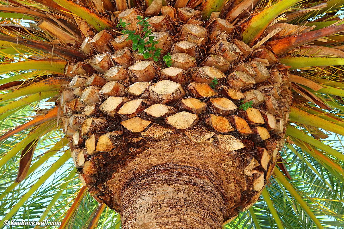 Palm Pineapple, RP 08 Oct 2015