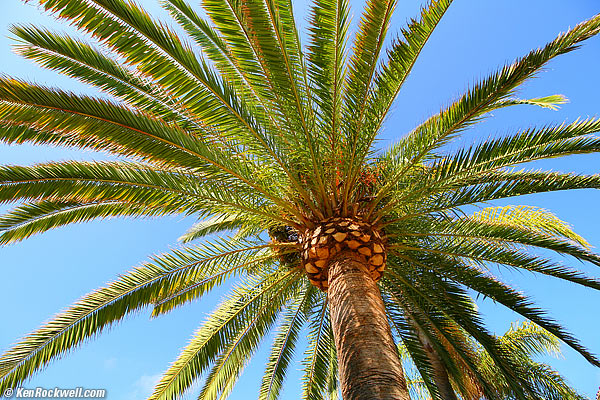 Canary Palm 11 June 2014