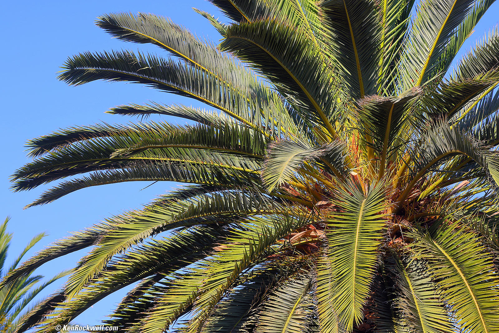 Canon EF 135mm f/2.8 Soft Focus Sample Image