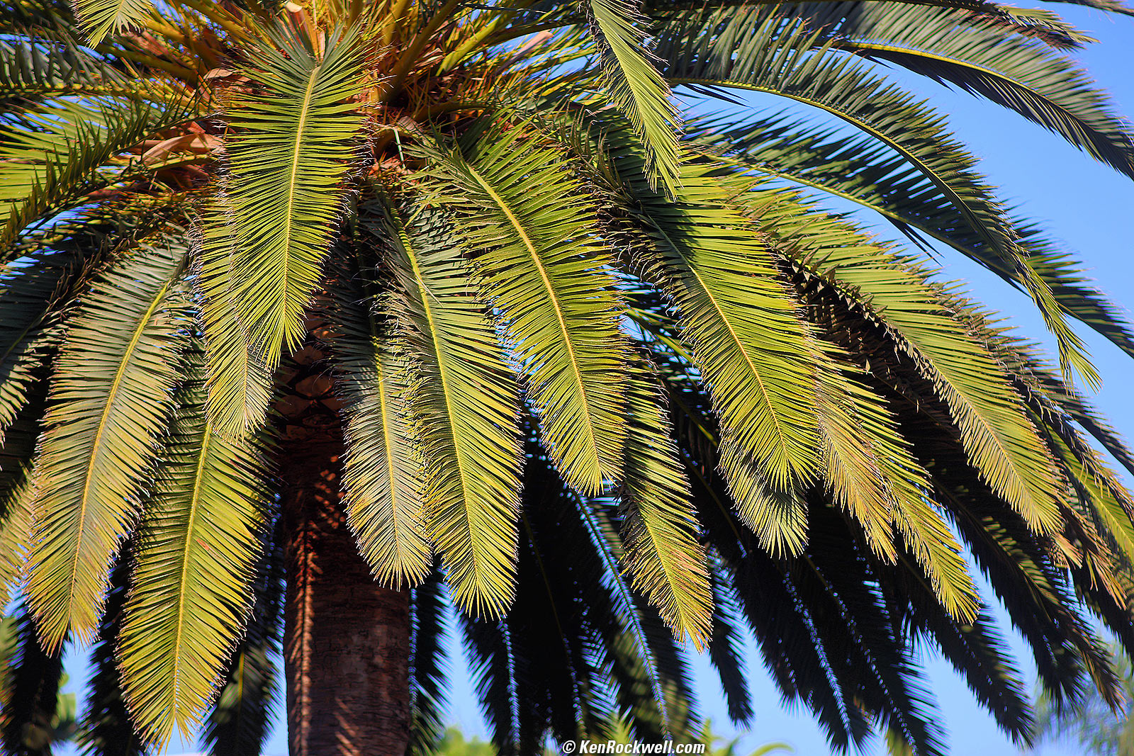 Canon EF 135mm f/2.8 Soft Focus Sample Image
