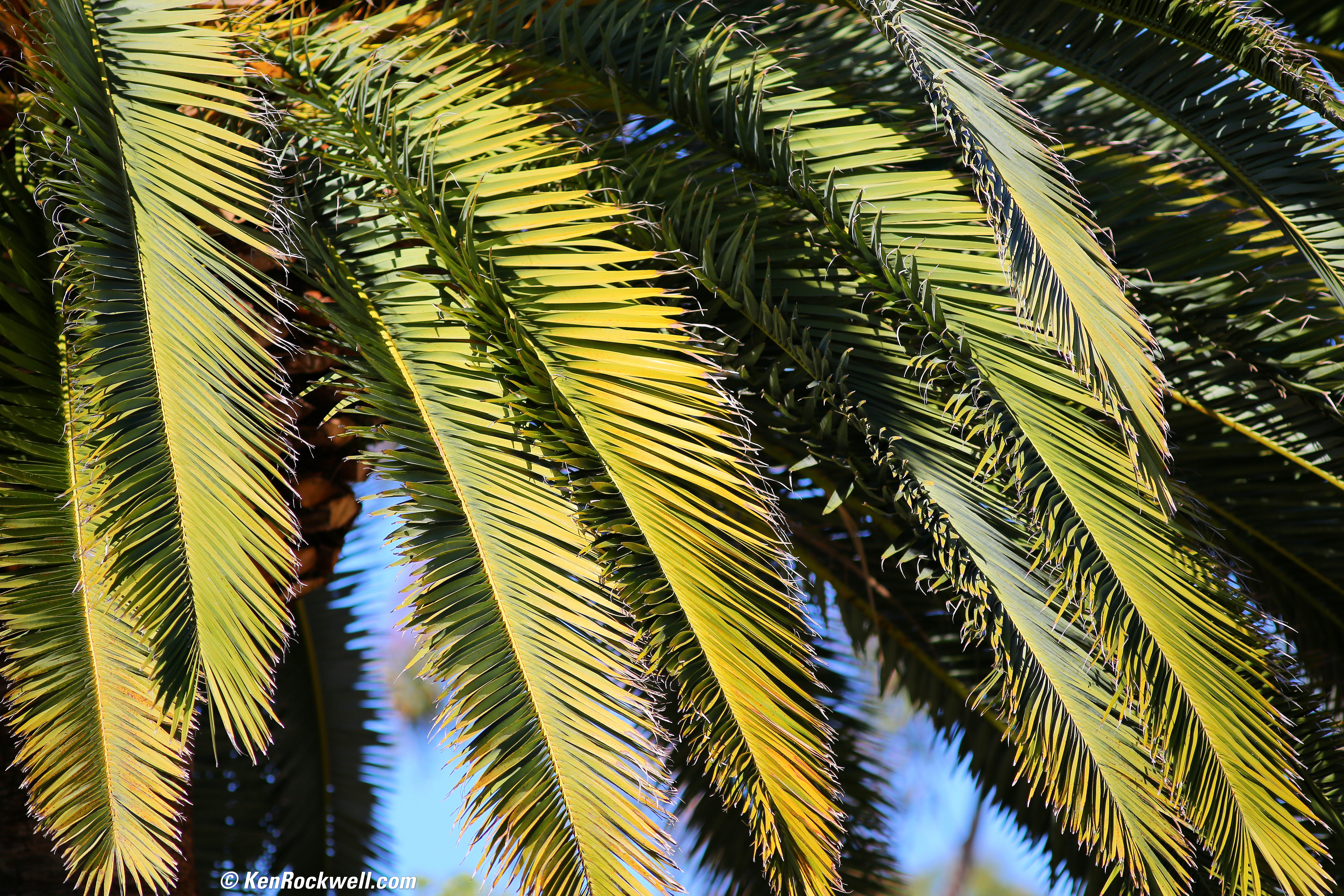 Canon EF 300mm f/4 L IS Review Canon EF 300mm f/4 L IS Review