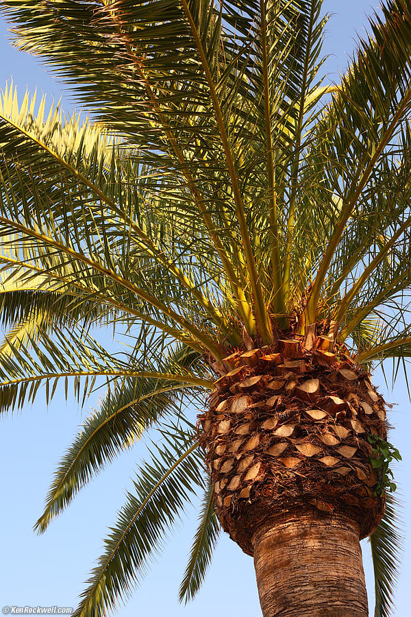 Palm