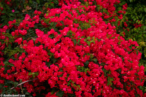 bouganvilla at 1.2 seconds