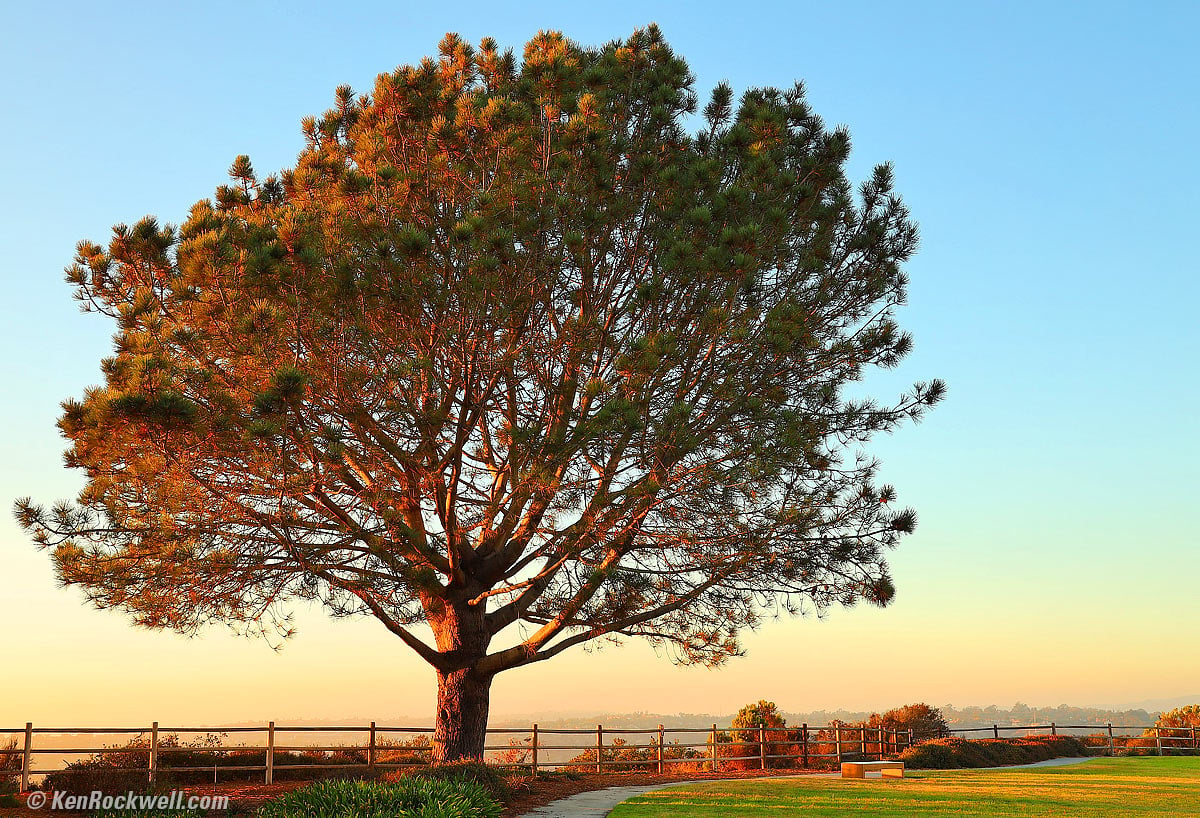 Canon Eos R Torrey Pine Tree의 샘플 이미지