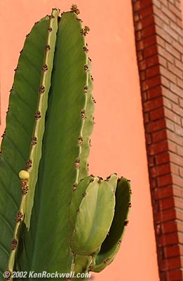 cactus