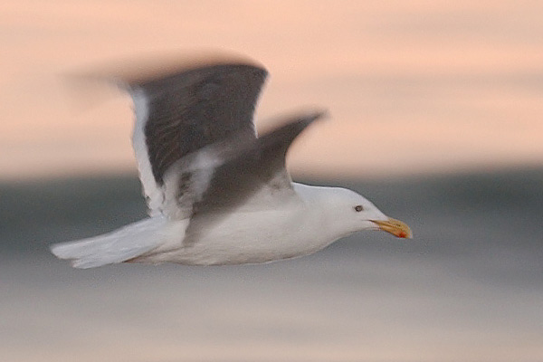 gull