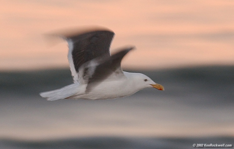 gull750