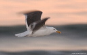 gull750
