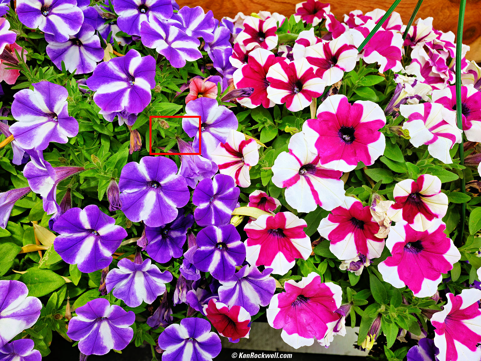 Fujifilm GFX100RF Sample Image File by Ken Rockwell