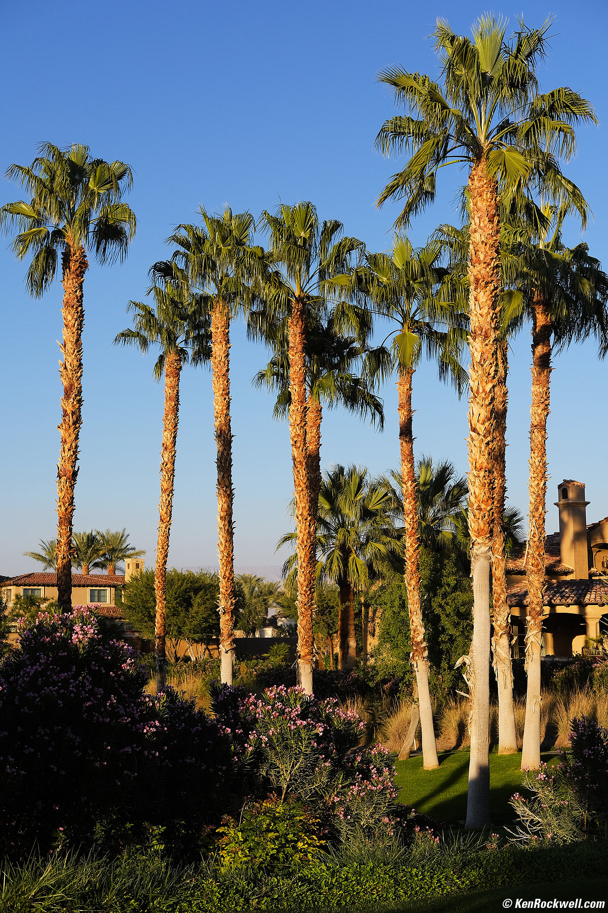 Desert Palms in Last Light