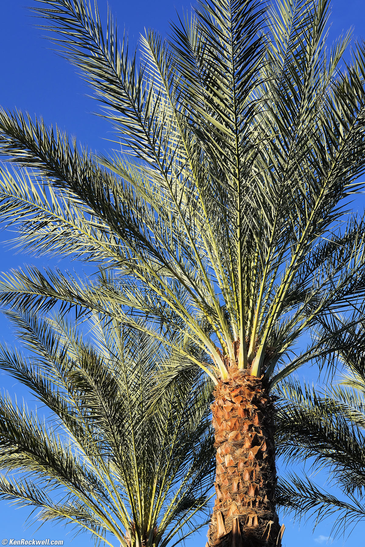 Desert Palm Trees
