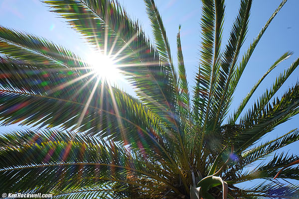 Sunstars
