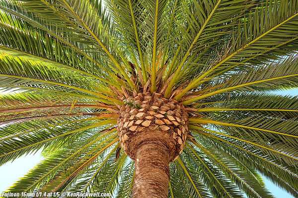 Palm, 28 August 2015 RP