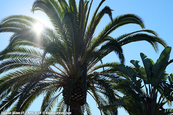 Sunstars