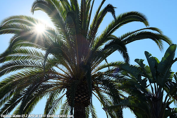 Sunstars