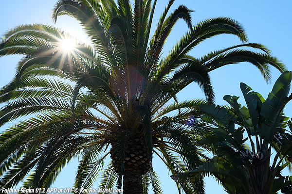 Sunstars